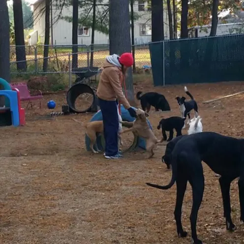 Dogs in outdoor play yard at Merrimack Veterinary Hospital